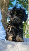 Chloe , a female Pomapoo and Shihpoo for sale in Macon, GA – 9 of 9