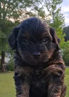 Sale- Ralphy , a male Pomapoo and Shihpoo for sale in Macon, GA – 2 of 2