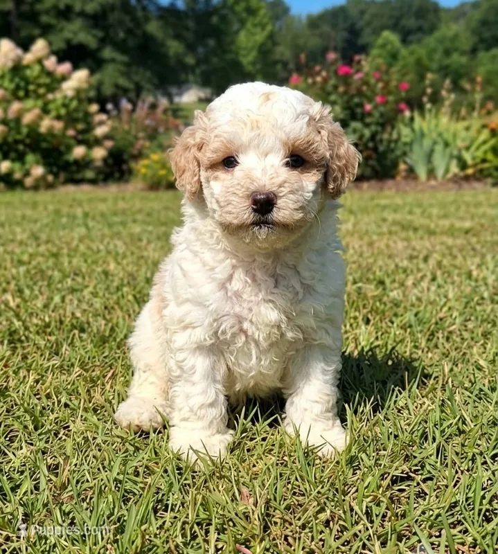 Harmony  – Shihpoo puppy for sale in Macon, GA