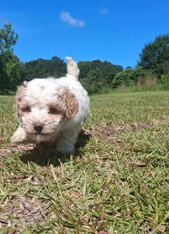 Harmony  – Shihpoo puppy for sale in Macon, GA