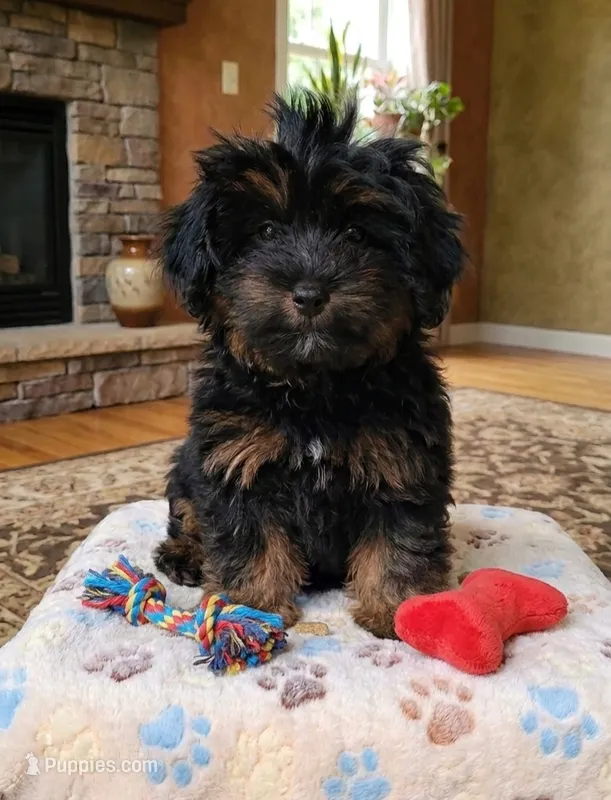 Ralphy  – Pomapoo, Shihpoo puppy for sale in Macon, GA