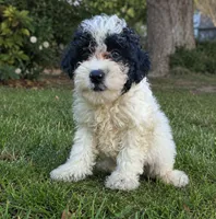 Mikey , a male Pomapoo and Shihpoo for sale in Macon, GA – 3 of 7