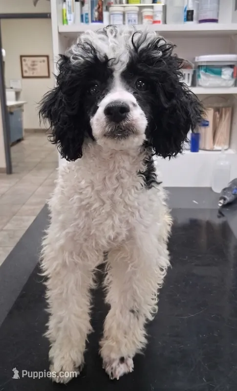 Mikey  – Pomapoo, Shihpoo puppy for sale in Macon, GA