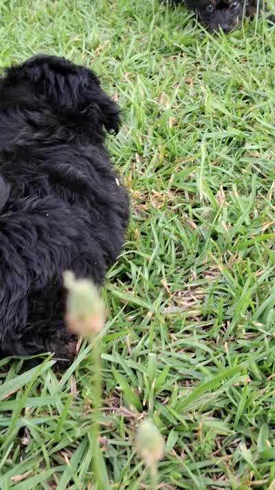 Ralphy , a male Pomapoo and Shihpoo for sale in Macon, GA – 8 of 8