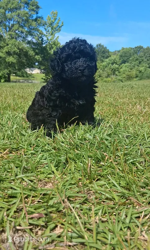 Diego  – Shihpoo puppy for sale in Macon, GA