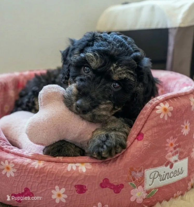 Chloe  – Pomapoo, Shihpoo puppy for sale in Macon, GA