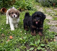 Ralphy , a male Pomapoo and Shihpoo for sale in Macon, GA – 6 of 8
