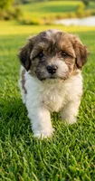 Leo, a male Pomapoo and Shihpoo for sale in Macon, GA – 1 of 2