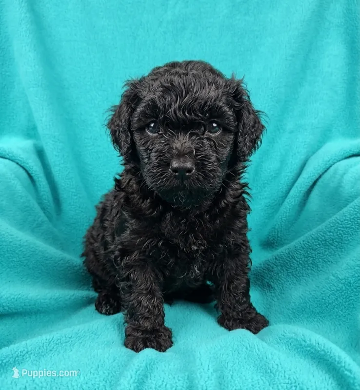 Diego  – Shihpoo puppy for sale in Macon, GA