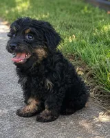 Chloe , a female Pomapoo and Shihpoo for sale in Macon, GA – 2 of 9