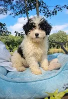 Mikey , a male Pomapoo and Shihpoo for sale in Macon, GA – 2 of 7