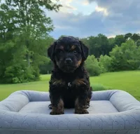Chloe , a female Pomapoo and Shihpoo for sale in Macon, GA – 2 of 3