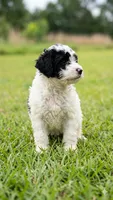 Mikey , a male Pomapoo and Shihpoo for sale in Macon, GA – 1 of 1