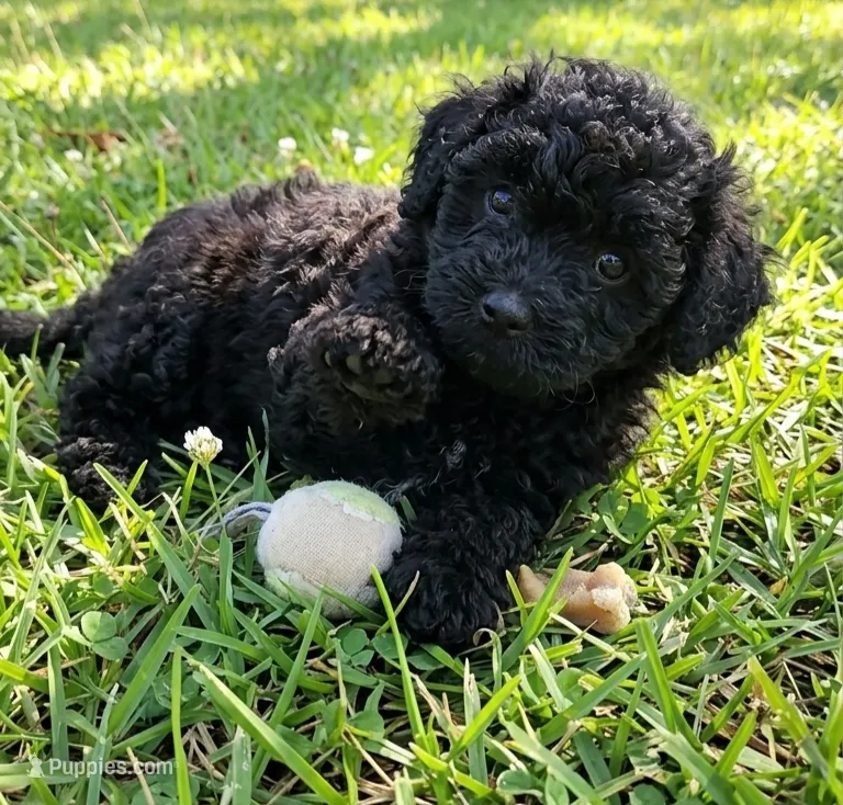 Diego  – Shihpoo puppy for sale in Macon, GA