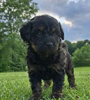 Chloe , a female Pomapoo and Shihpoo for sale in Macon, GA – 3 of 3
