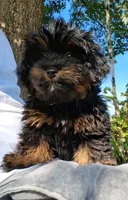 Ralphy , a male Pomapoo and Shihpoo for sale in Macon, GA – 7 of 8