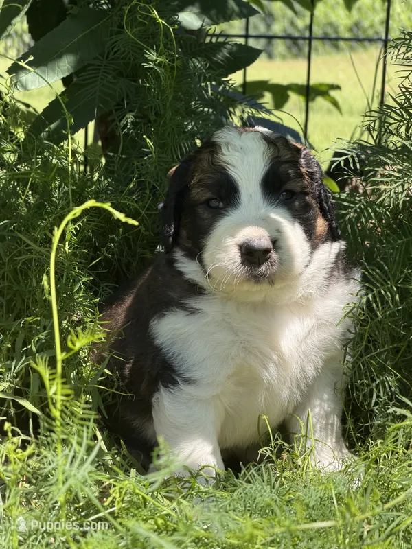 Ernest – Bernedoodle, Saint Berdoodle puppy for sale in Dyersburg, TN