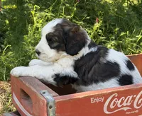 Sally, a female Bernedoodle and Saint Berdoodle for sale in Dyersburg, TN – 4 of 6