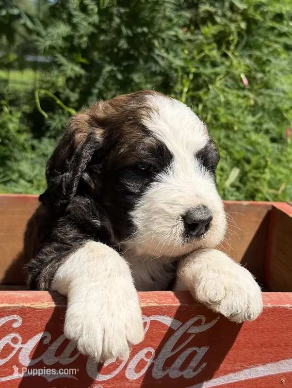 Alvin – Bernedoodle, Saint Berdoodle puppy for sale in Dyersburg, TN