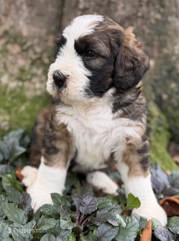 Albert – Bernedoodle, Saint Berdoodle puppy for sale in Dyersburg, TN