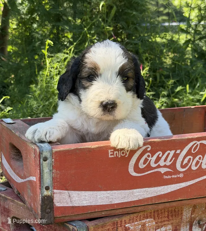 Sally – Bernedoodle, Saint Berdoodle puppy on hold in Dyersburg, TN