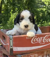 Sally, a female Bernedoodle and Saint Berdoodle for sale in Dyersburg, TN – 1 of 6
