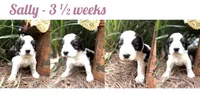 Sally, a female Bernedoodle and Saint Berdoodle for sale in Dyersburg, TN – 6 of 6