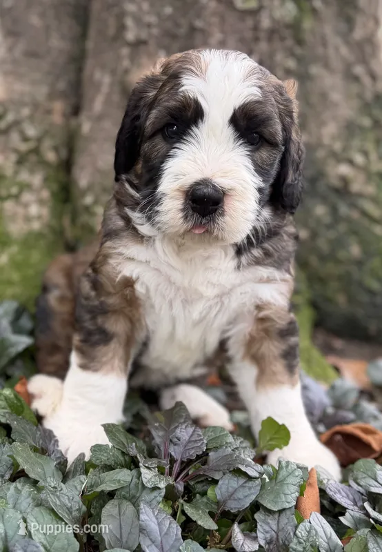Albert – Bernedoodle, Saint Berdoodle puppy for sale in Dyersburg, TN