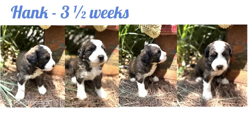 Hank – Bernedoodle, Saint Berdoodle puppy for sale in Dyersburg, TN