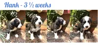 Hank, a male Bernedoodle and Saint Berdoodle for sale in Dyersburg, TN – 1 of 1