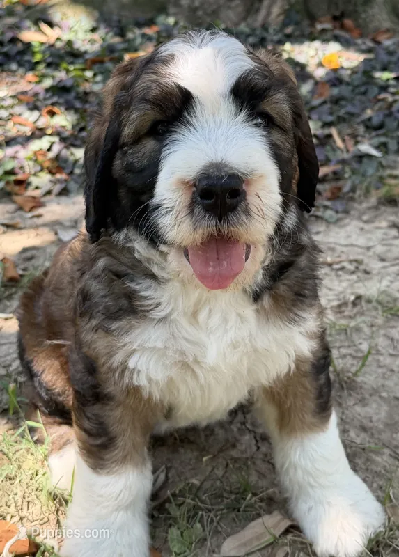 Albert – Bernedoodle, Saint Berdoodle puppy for sale in Dyersburg, TN