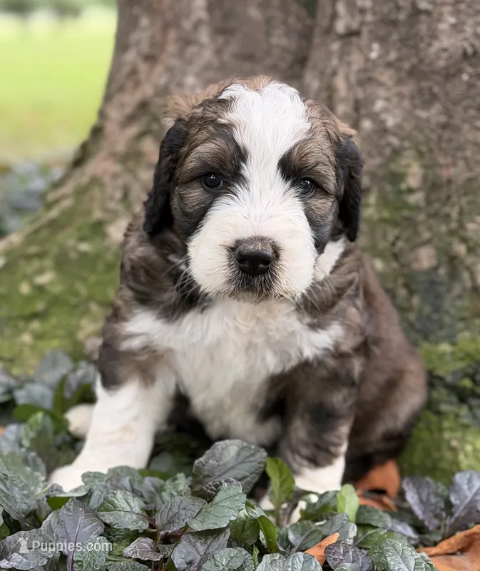 Hank – Bernedoodle, Saint Berdoodle puppy for sale in Dyersburg, TN
