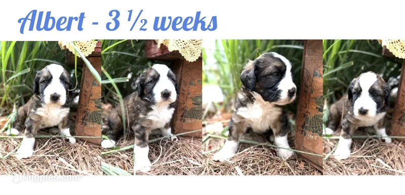 Albert – Bernedoodle, Saint Berdoodle puppy for sale in Dyersburg, TN