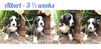 Albert, a male Bernedoodle and Saint Berdoodle for sale in Dyersburg, TN – 1 of 1