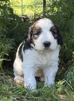 Sally, a female Bernedoodle and Saint Berdoodle for sale in Dyersburg, TN – 2 of 6