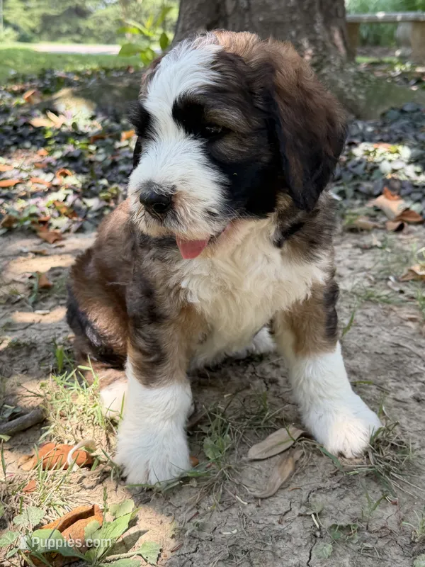 Albert – Bernedoodle, Saint Berdoodle puppy for sale in Dyersburg, TN