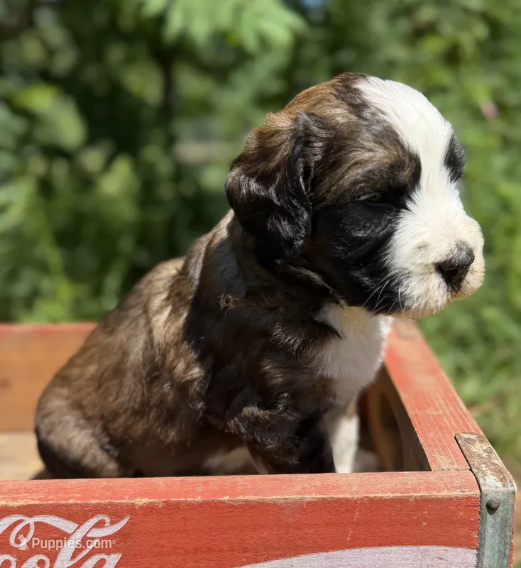 Albert – Bernedoodle, Saint Berdoodle puppy for sale in Dyersburg, TN