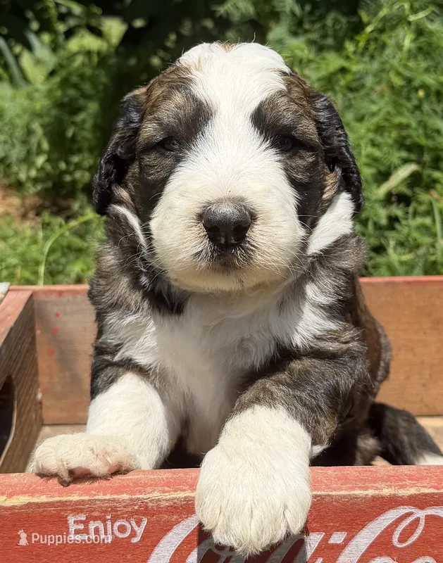 Hank – Bernedoodle, Saint Berdoodle puppy for sale in Dyersburg, TN