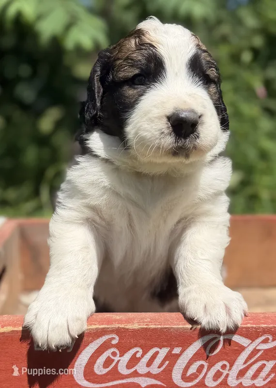 Ernest – Bernedoodle, Saint Berdoodle puppy on hold in Dyersburg, TN