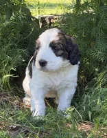 Sally, a female Bernedoodle and Saint Berdoodle for sale in Dyersburg, TN – 3 of 6
