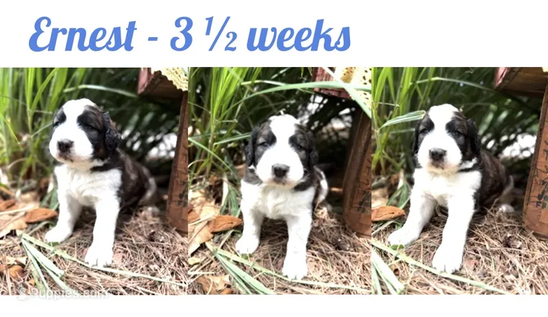 Ernest – Bernedoodle, Saint Berdoodle puppy for sale in Dyersburg, TN