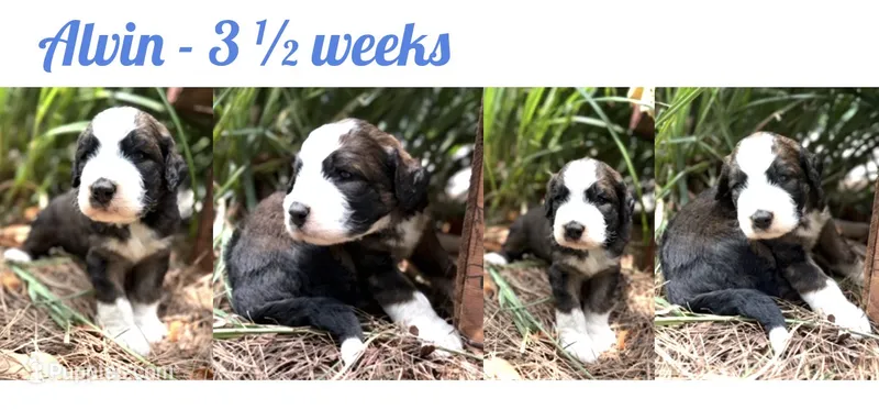 Alvin – Bernedoodle, Saint Berdoodle puppy for sale in Dyersburg, TN