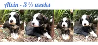 Alvin, a male Bernedoodle and Saint Berdoodle for sale in Dyersburg, TN – 1 of 1