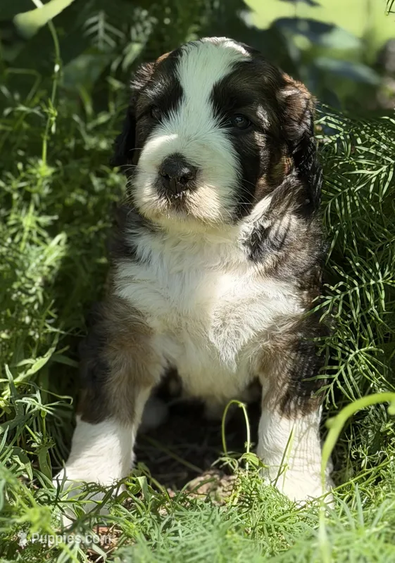 Albert – Bernedoodle, Saint Berdoodle puppy for sale in Dyersburg, TN