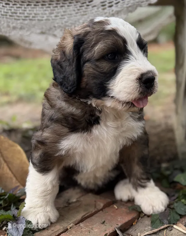 Hank – Bernedoodle, Saint Berdoodle puppy for sale in Dyersburg, TN