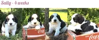 Sally, a female Bernedoodle and Saint Berdoodle for sale in Dyersburg, TN – 5 of 6