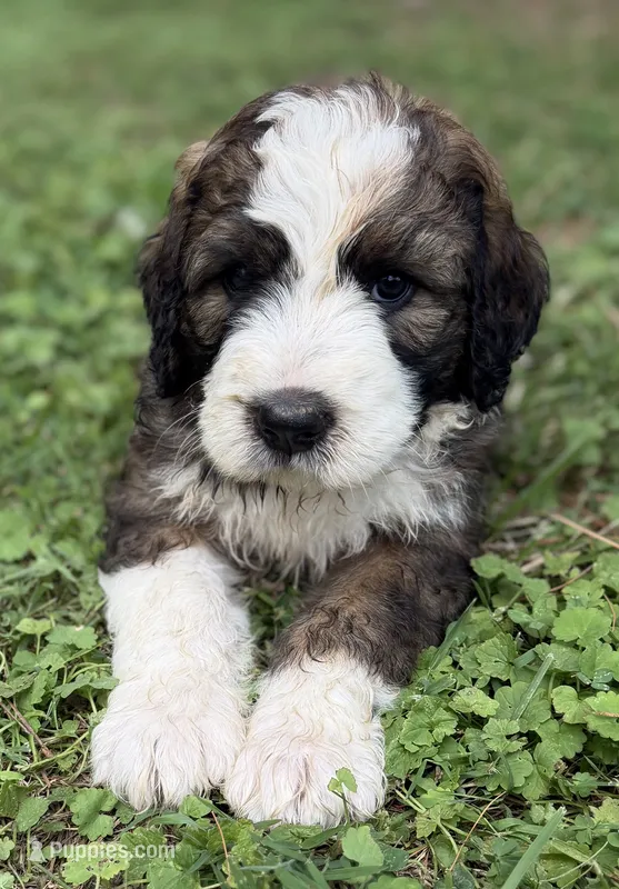 Albert – Bernedoodle, Saint Berdoodle puppy for sale in Dyersburg, TN