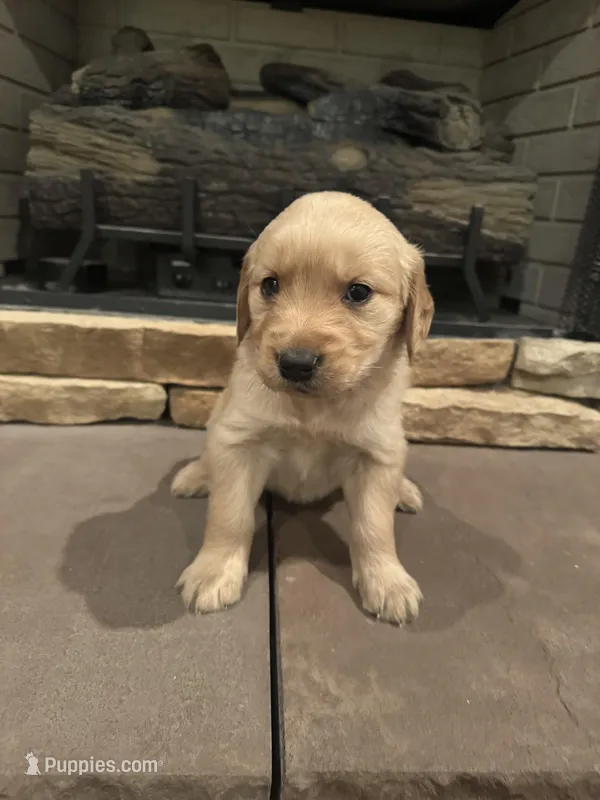 Pink Collar , a female Golden Retriever for sale in Roseboro, NC – Photo 1 of 1