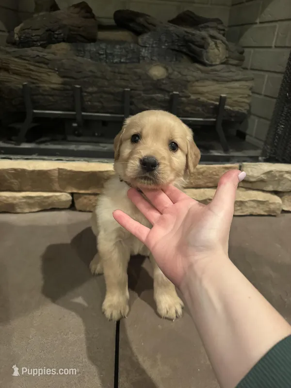 brown collar , a female Golden Retriever for sale in Roseboro, NC – Photo 1 of 1