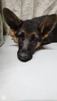 Puppy with big ears, a male German Shepherd Dog for sale in Munfordville, KY – 4 of 5